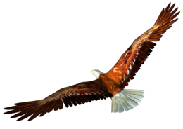 animals & Eagle free transparent png image.