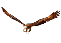 animals & eagle free transparent png image.