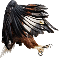 animals & eagle free transparent png image.