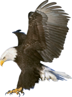 animals & eagle free transparent png image.