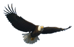 animals & eagle free transparent png image.