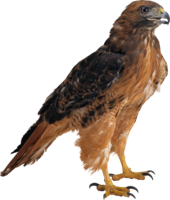 animals & Eagle free transparent png image.