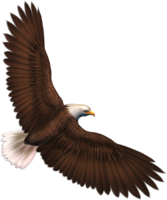 animals & eagle free transparent png image.