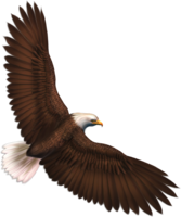 animals & Eagle free transparent png image.