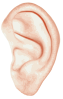 people & Ear free transparent png image.