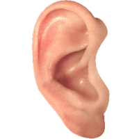 people & ear free transparent png image.