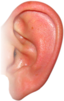 people & Ear free transparent png image.