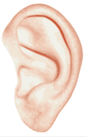 people & Ear free transparent png image.
