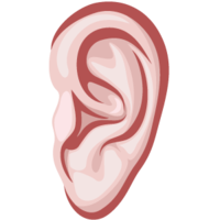 people & ear free transparent png image.