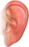 people & ear free transparent png image.
