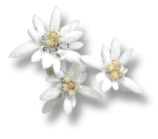 nature & edelweiss free transparent png image.