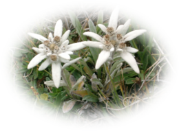 nature & Edelweiss free transparent png image.
