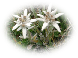 nature & edelweiss free transparent png image.