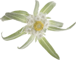 nature & edelweiss free transparent png image.
