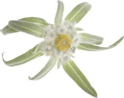 nature & Edelweiss free transparent png image.