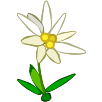 nature & Edelweiss free transparent png image.