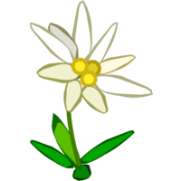 nature & edelweiss free transparent png image.