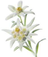 nature & Edelweiss free transparent png image.