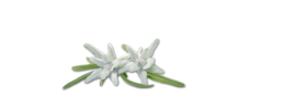 nature & Edelweiss free transparent png image.