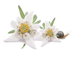 nature & Edelweiss free transparent png image.