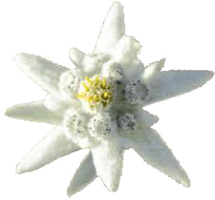 nature & Edelweiss free transparent png image.