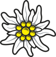 nature & edelweiss free transparent png image.