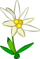 nature & edelweiss free transparent png image.