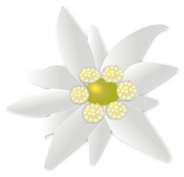 nature & edelweiss free transparent png image.