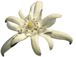 nature & edelweiss free transparent png image.