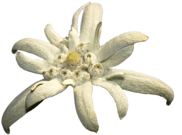 nature & Edelweiss free transparent png image.