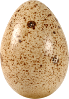 food & Eggs free transparent png image.