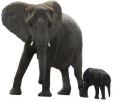 animals & Elephants free transparent png image.