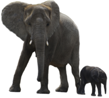 animals & elephants free transparent png image.