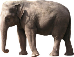 animals & elephants free transparent png image.