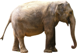 animals & elephants free transparent png image.