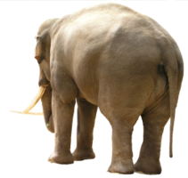 animals & elephants free transparent png image.