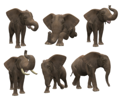 animals & elephants free transparent png image.