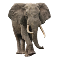 animals & elephants free transparent png image.