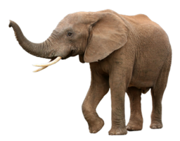 animals & elephants free transparent png image.