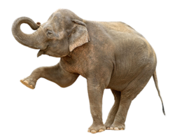 animals & elephants free transparent png image.