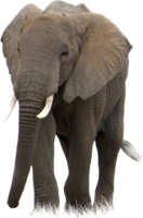 animals & elephants free transparent png image.