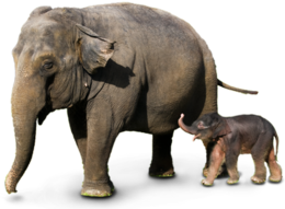 animals & elephants free transparent png image.