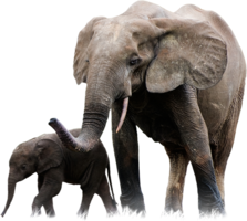 animals & Elephants free transparent png image.