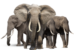 animals & elephants free transparent png image.