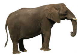 animals & elephants free transparent png image.