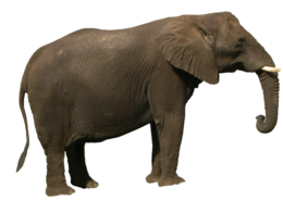 animals & Elephants free transparent png image.