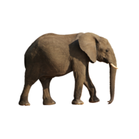 animals & elephants free transparent png image.