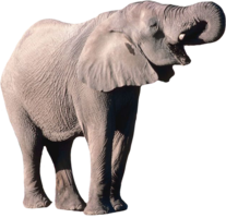 animals & elephants free transparent png image.