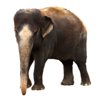 animals & elephants free transparent png image.