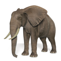 animals & elephants free transparent png image.